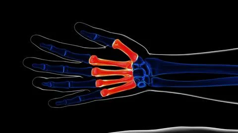 Human skeleton hand matacarapls bone anatomy for medical concept 3D rendering Ilustración de archivo