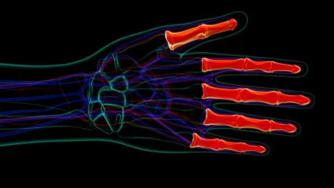 Human Skeleton Hand Phalanges Bone Anatomy For Medical Concept Ilustración de archivo