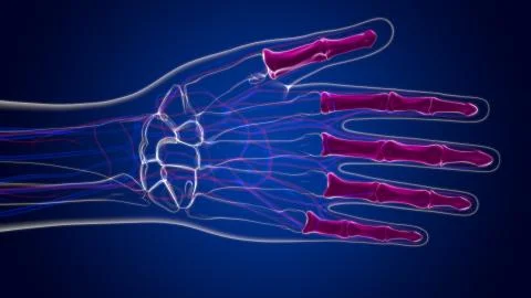 Human Skeleton Hand Phalanges Bone Anatomy For Medical Concept Illustrazione stock