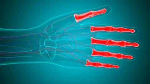 Human Skeleton Hand Phalanges Bone Anatomy For Medical Concept Ilustración de archivo