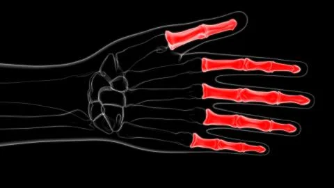 Human Skeleton Hand Phalanges Bone Anatomy For Medical Concept Ilustración de archivo