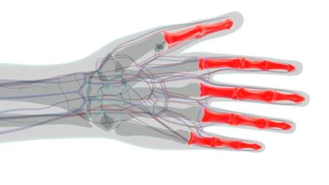 Human Skeleton Hand Phalanges Bone Anatomy For Medical Concept Ilustración de archivo