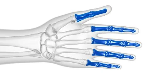Human Skeleton Hand Phalanges Bone Anatomy For Medical Concept 스톡 일러스트