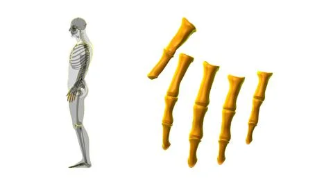 Human Skeleton Hand Phalanges Bone Anatomy For Medical Concept Stock Illustration