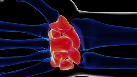 Human skeleton hand wrist carpals bone anatomy for medical concept 3D renderi Stock Footage 277590733