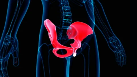 Human Skeleton Hip or Pelvic bone Anatomy Loopable 3D Illustration Stock Footage 136449178