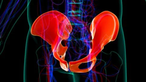 Human Skeleton Hip or Pelvic bone Anatomy For Medical Concept 库存插图
