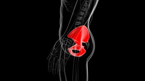 Human Skeleton Hip or Pelvic bone Anatomy For Medical Concept 스톡 일러스트