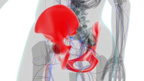 Human Skeleton Hip or Pelvic bone Anatomy For Medical Concept 库存插图