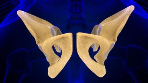 Human Skeleton Hip or Pelvic bone Anatomy For Medical Concept Stock Illustration