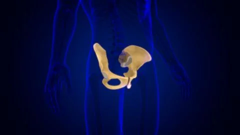 Human Skeleton Hip or Pelvic bone Anatomy For Medical Concept Ilustración de archivo