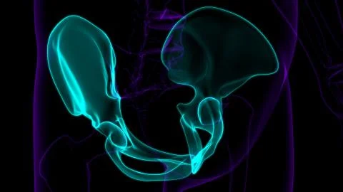 Human Skeleton Hip or Pelvic bone Anatomy For Medical Concept Stock Illustration