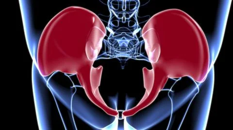 Human Skeleton Hip or Pelvic bone Anatomy For Medical Concept Stock Illustration