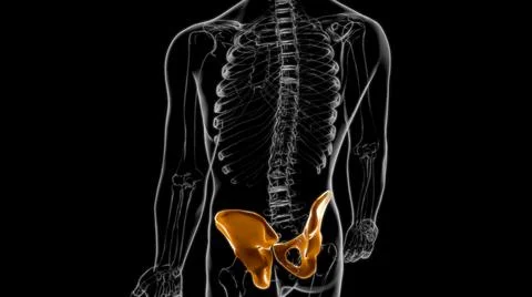 Human Skeleton Hip or Pelvic bone Anatomy For Medical Concept 3D Stock Illustration