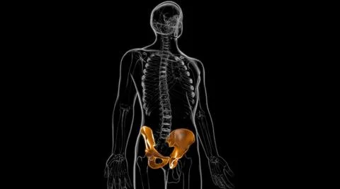 Human Skeleton Hip or Pelvic bone Anatomy For Medical Concept 3D Ilustración de archivo