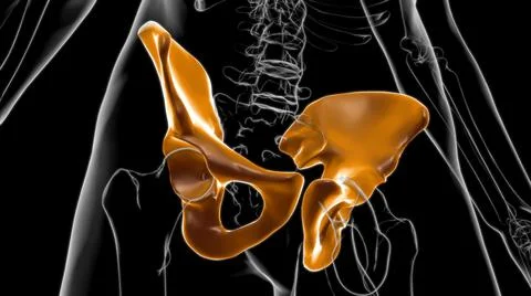 Human Skeleton Hip or Pelvic bone Anatomy For Medical Concept 3D Ilustración de archivo