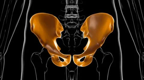 Human Skeleton Hip or Pelvic bone Anatomy For Medical Concept 3D Stock Illustration