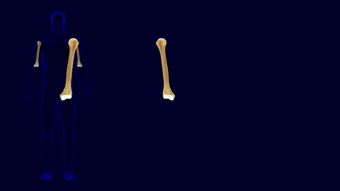 Human Skeleton Humerus Bone Anatomy 3D Illustration Stock Footage 150895644