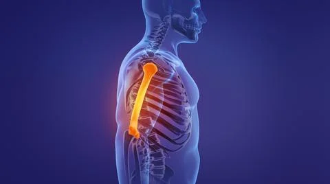 Human skeleton humerus bones anatomy Illustration
