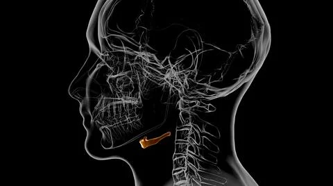 Human Skeleton Hyoid bone Anatomy For Medical Concept 3D Stock Illustration