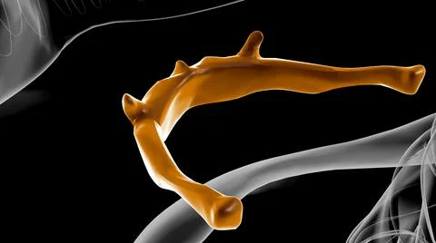 Human Skeleton Hyoid bone Anatomy For Medical Concept 3D Stock Illustration