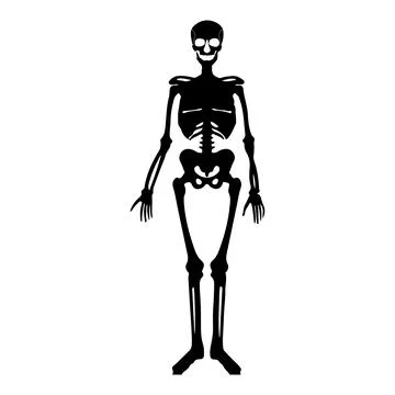 Human skeleton icon Stock Illustration
