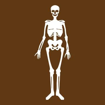 Human skeleton icon Stock Illustration