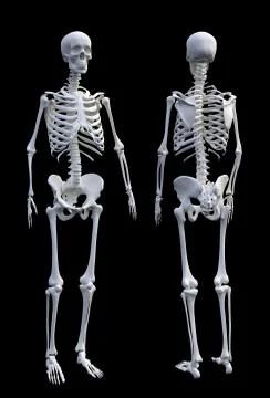 Human skeleton Illustrazione stock