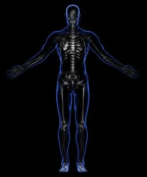 Human skeleton Stock Illustration