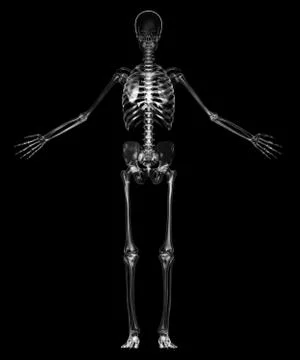 Human skeleton Stock Illustration