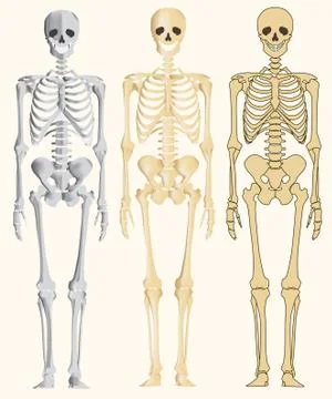 Human skeleton Stock Illustration