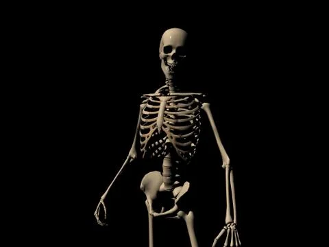 Human Skeleton Stock-Illustration