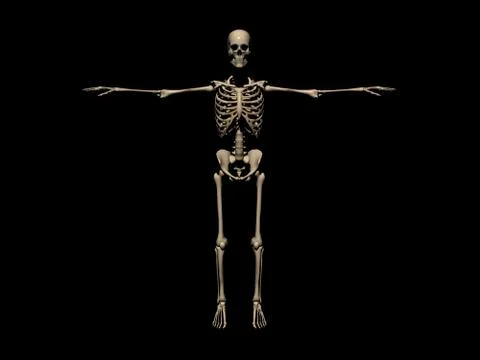 Human Skeleton Stock Illustration
