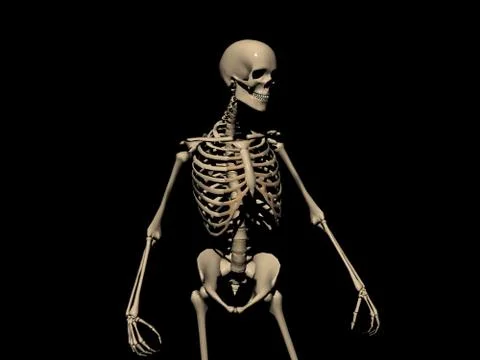 Human Skeleton Illustrazione stock