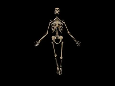 Human Skeleton Stock-Illustration