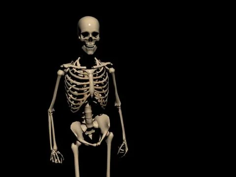 Human Skeleton 스톡 일러스트