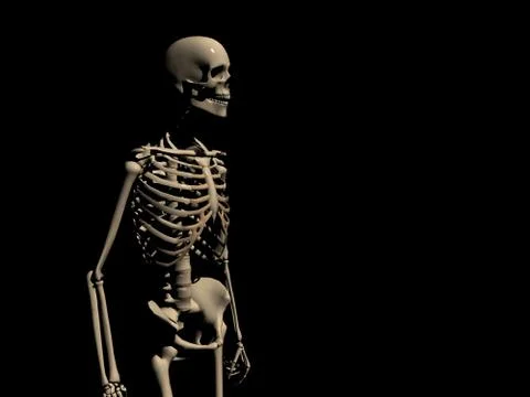Human Skeleton Stock-Illustration