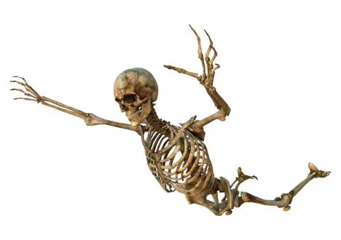 Human skeleton Stock Illustration