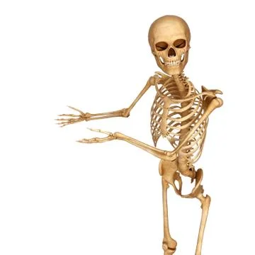 Human skeleton Illustrazione stock
