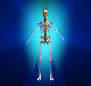 Human skeleton Illustrazione stock