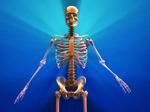 Human skeleton Illustrazione stock