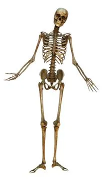 Human skeleton Stock Illustration