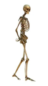 Human skeleton Stock Illustration