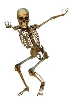Human skeleton Stock Illustration
