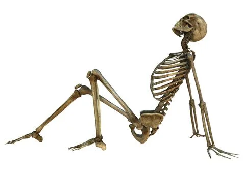 Human Skeleton Illustrazione stock