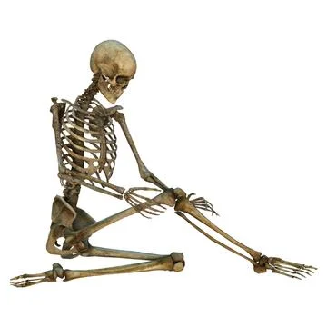Human Skeleton Illustrazione stock