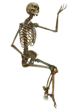 Human Skeleton 스톡 일러스트