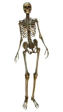 Human Skeleton Stock Illustration