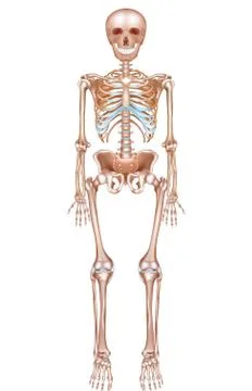 Human skeleton Stock Illustration
