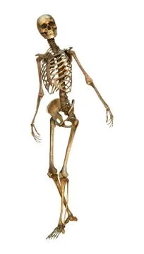Human Skeleton Stock Illustration